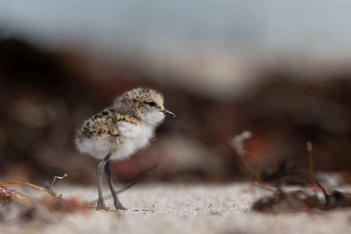Red-capped Plover - ML644485720