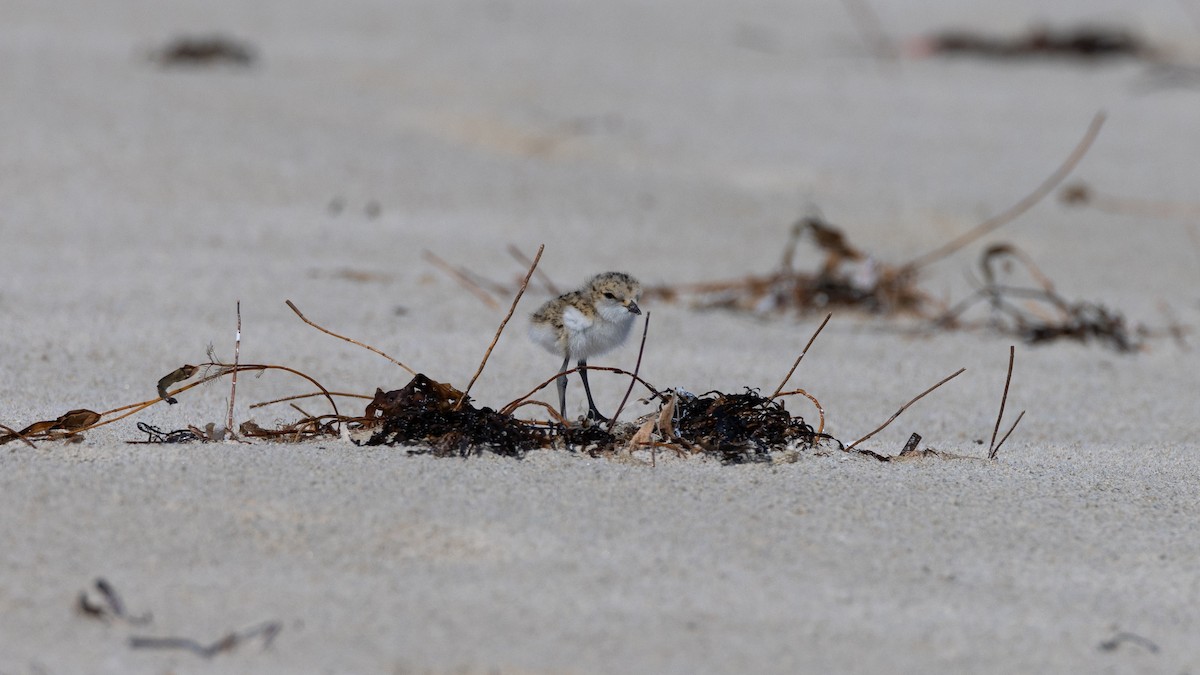 Red-capped Plover - ML644485721