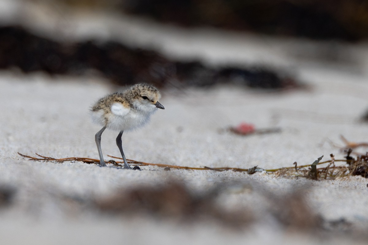 Red-capped Plover - ML644485722