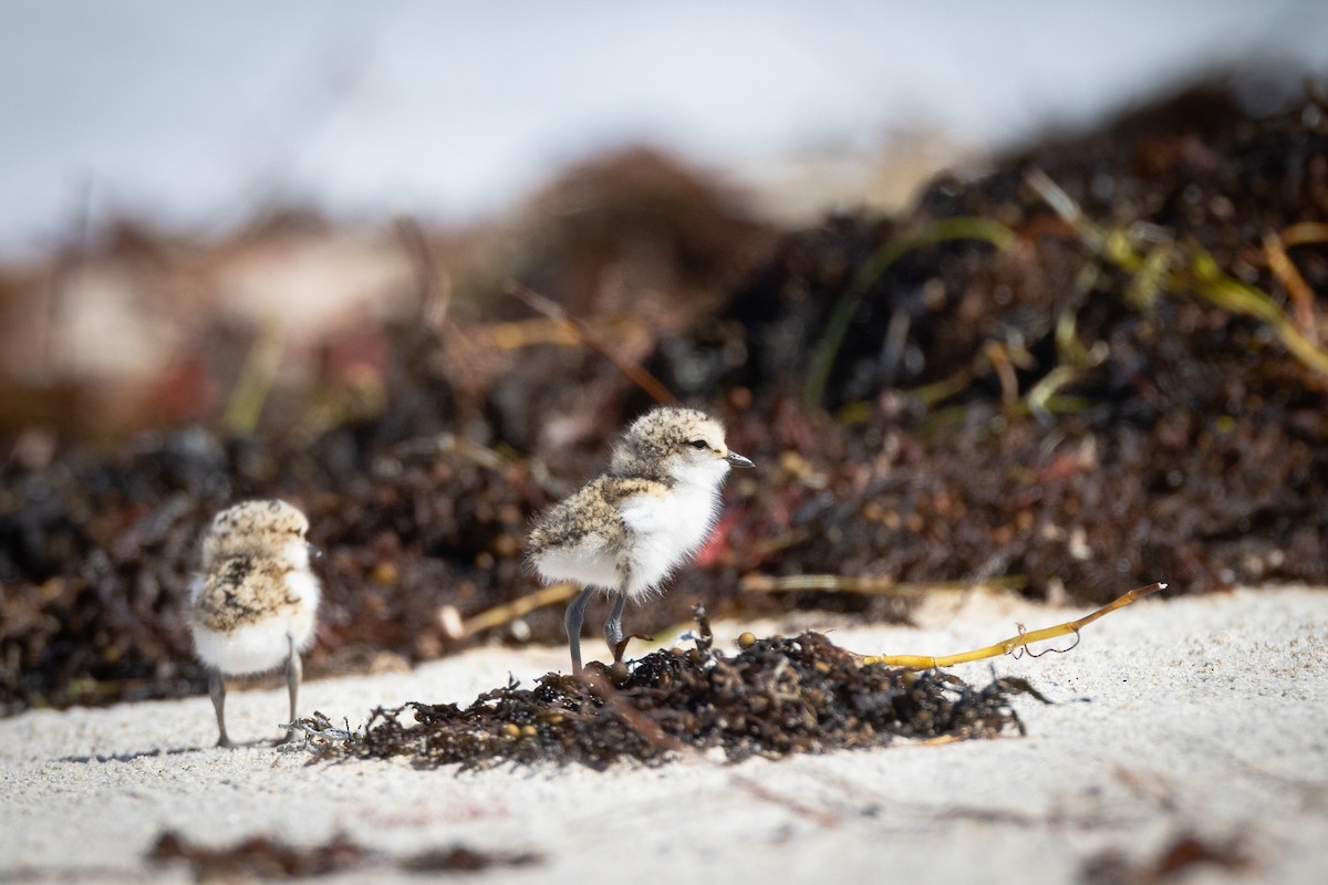 Red-capped Plover - ML644485723