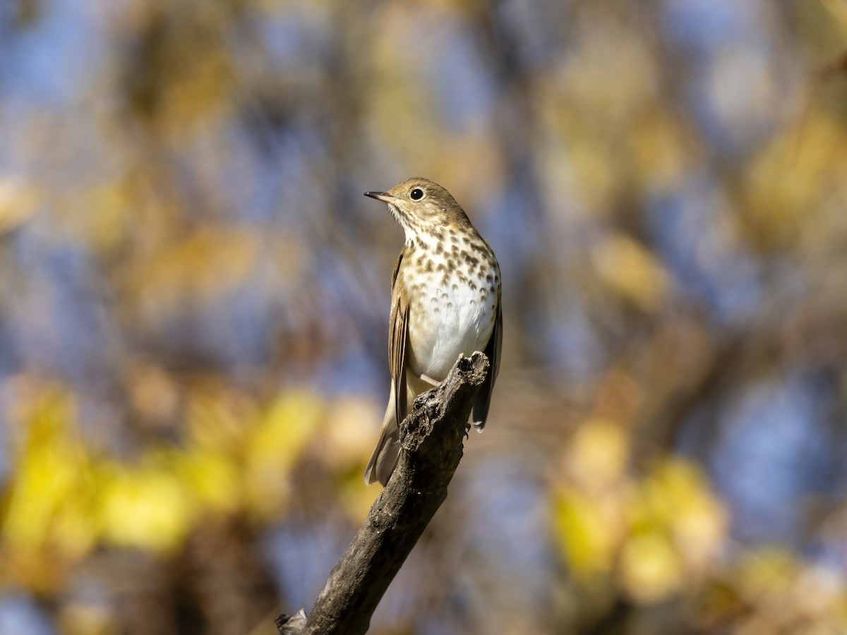 Hermit Thrush - ML644485724