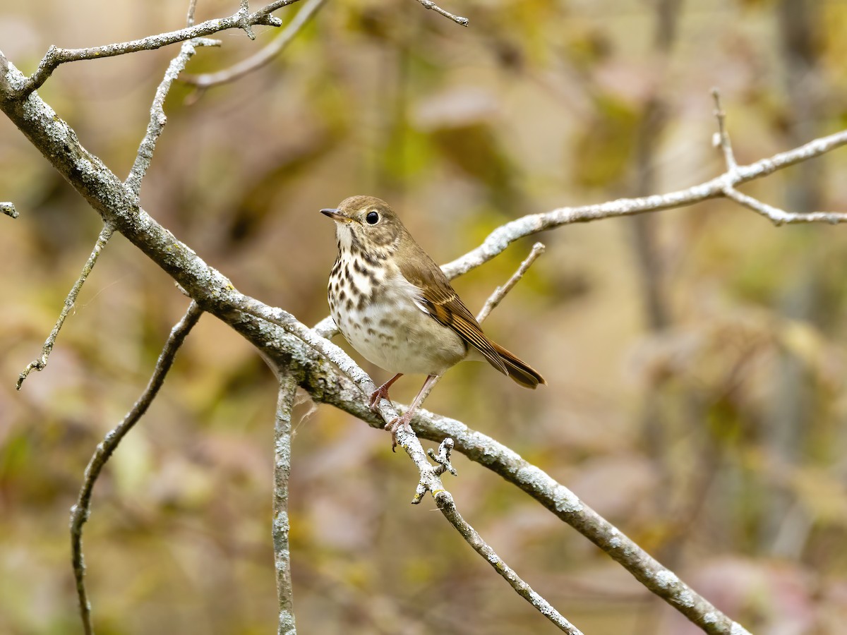 Hermit Thrush - ML644485725