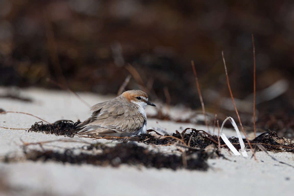 Red-capped Plover - ML644485726