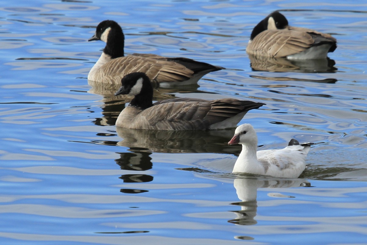 husa bělostná - ML644485727