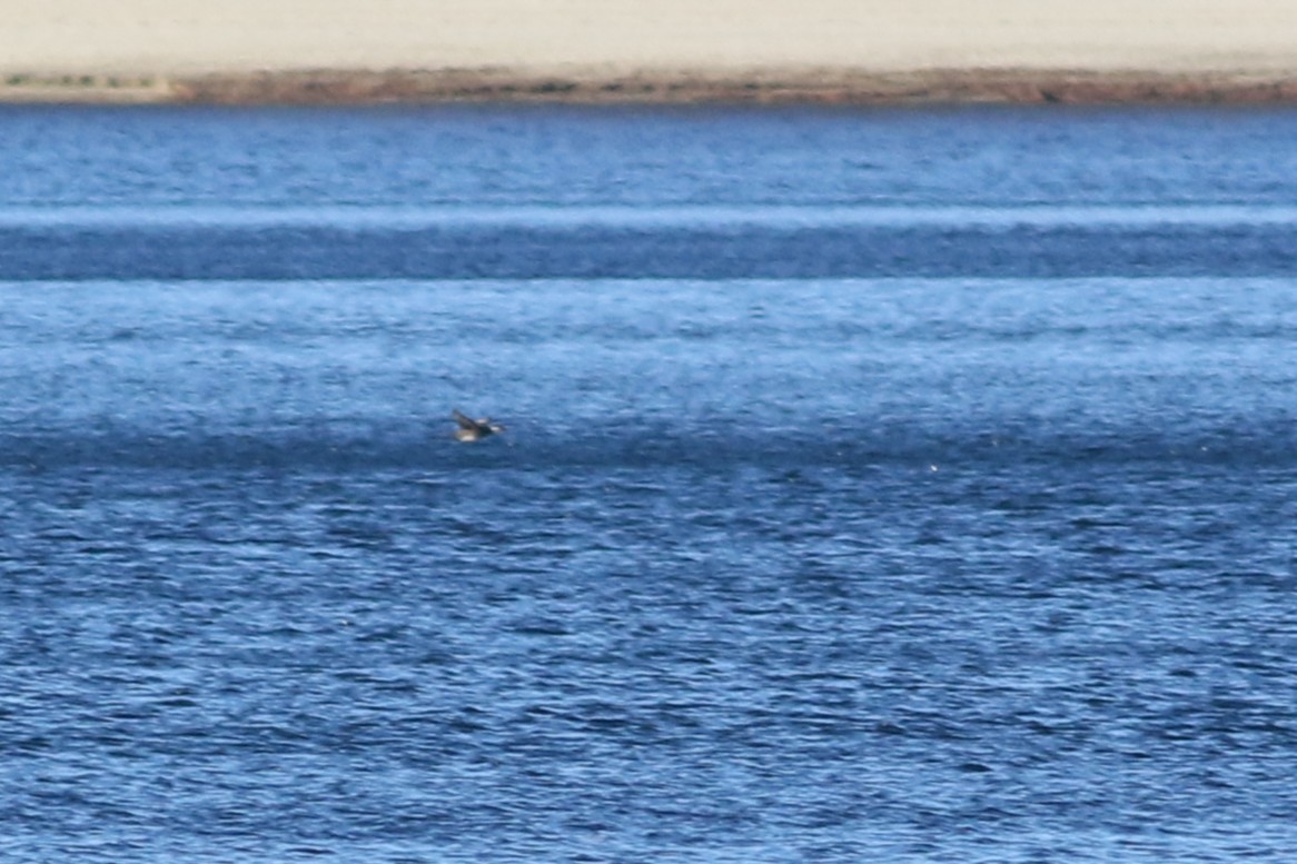 Black Scoter - ML644485729