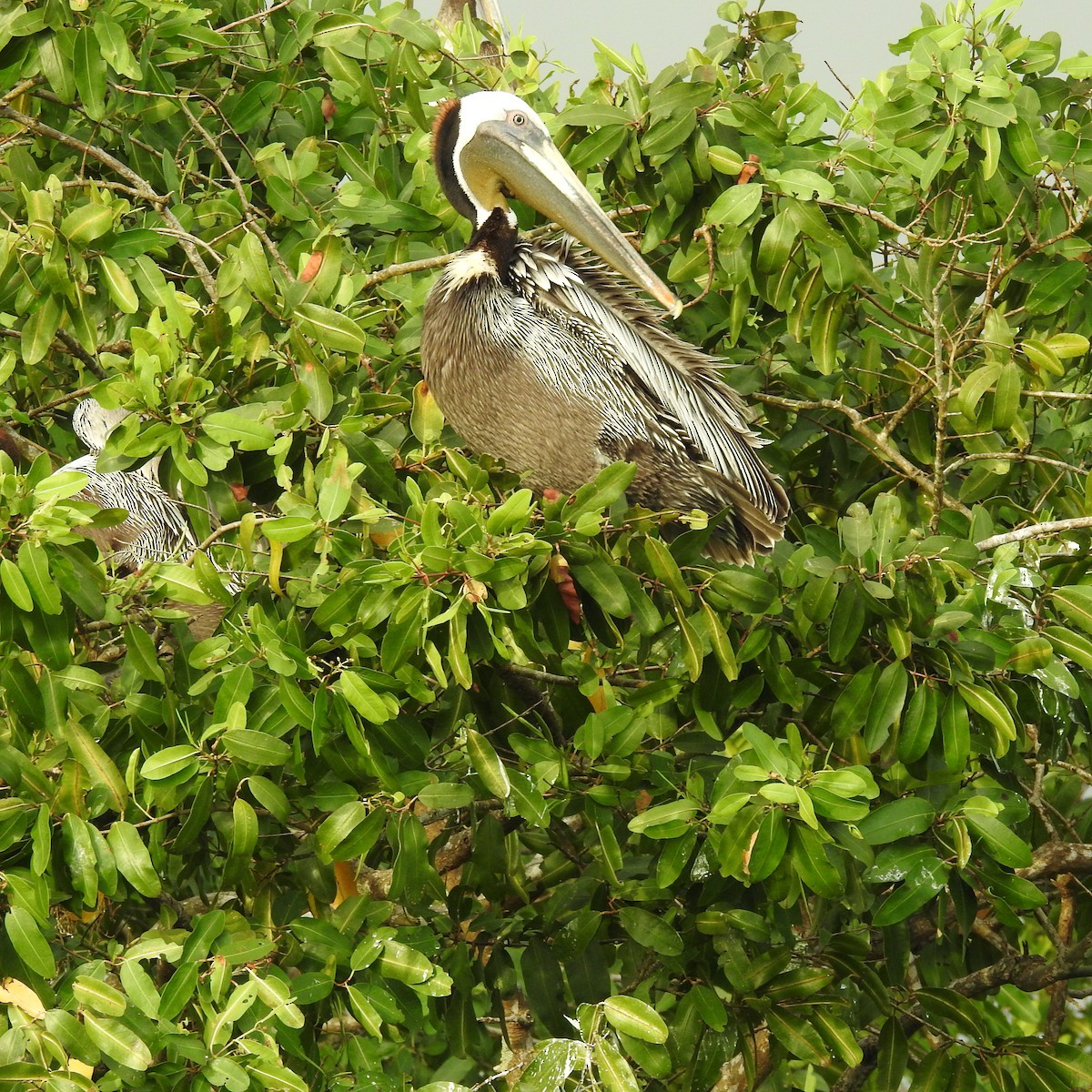 Brown Pelican - ML644485730
