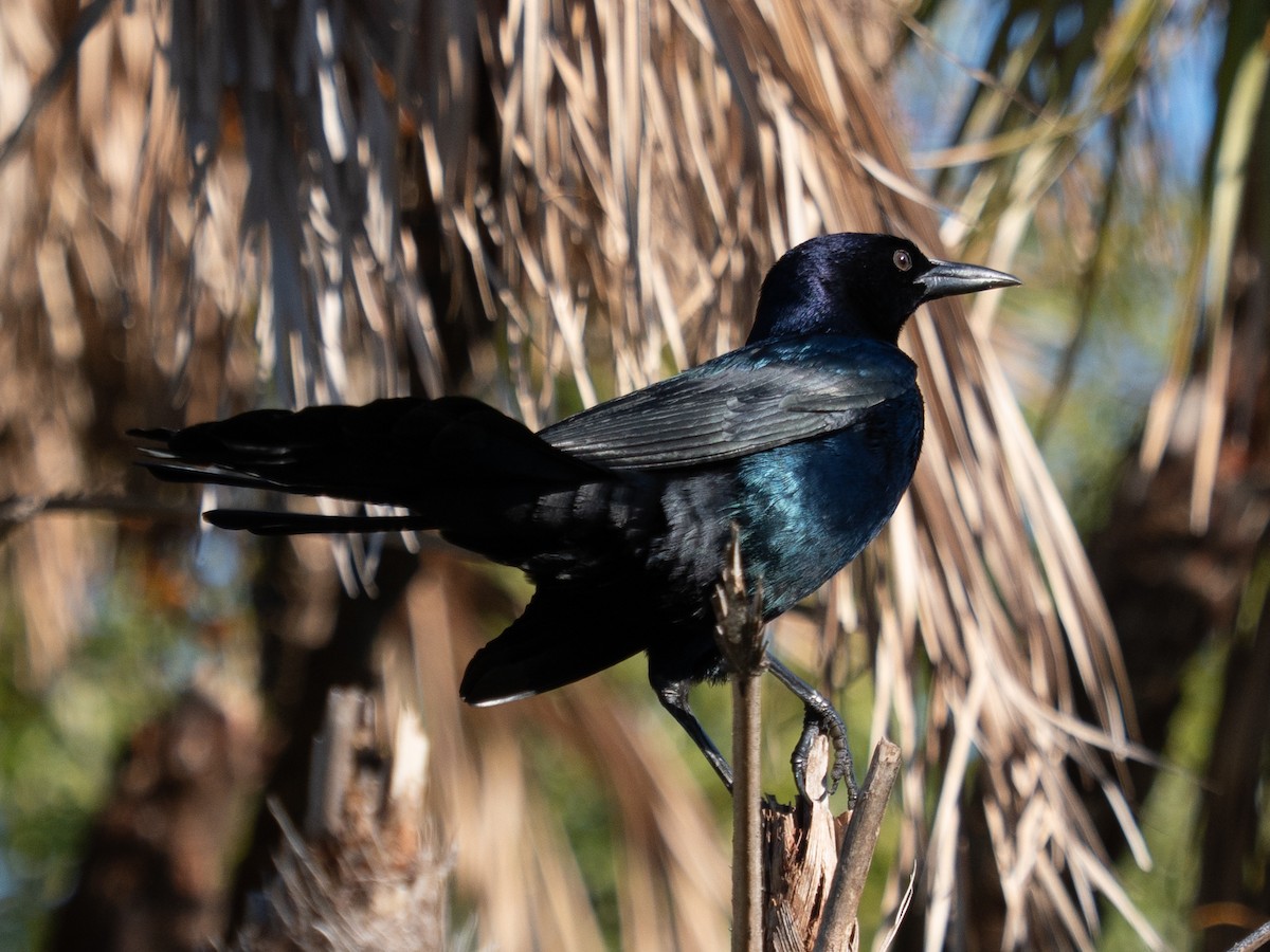 Quiscale des marais - ML644485733