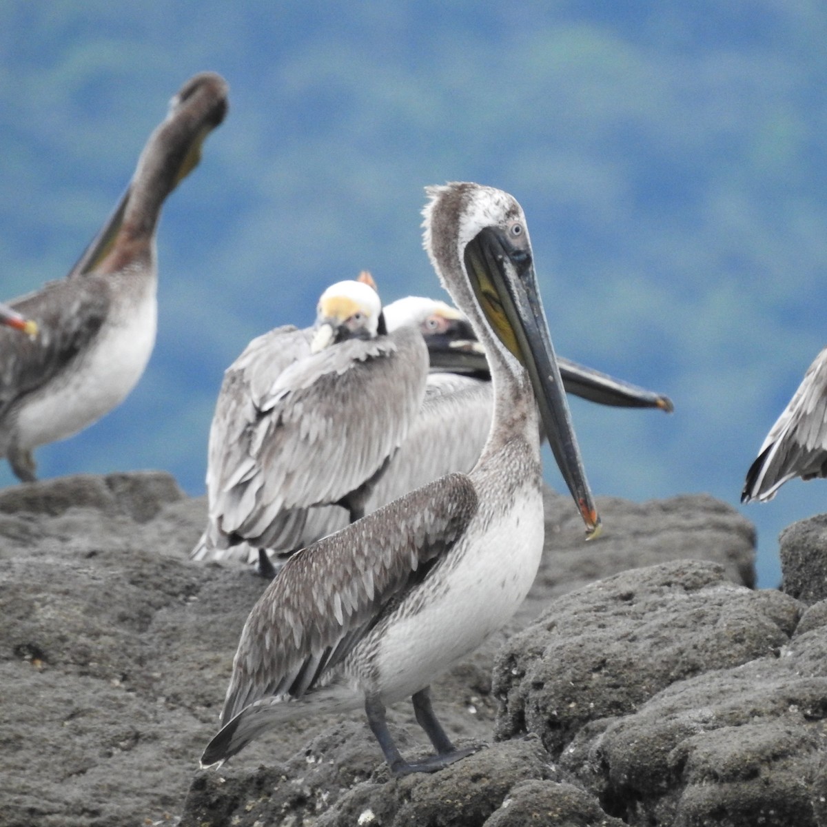Brown Pelican - ML644485734
