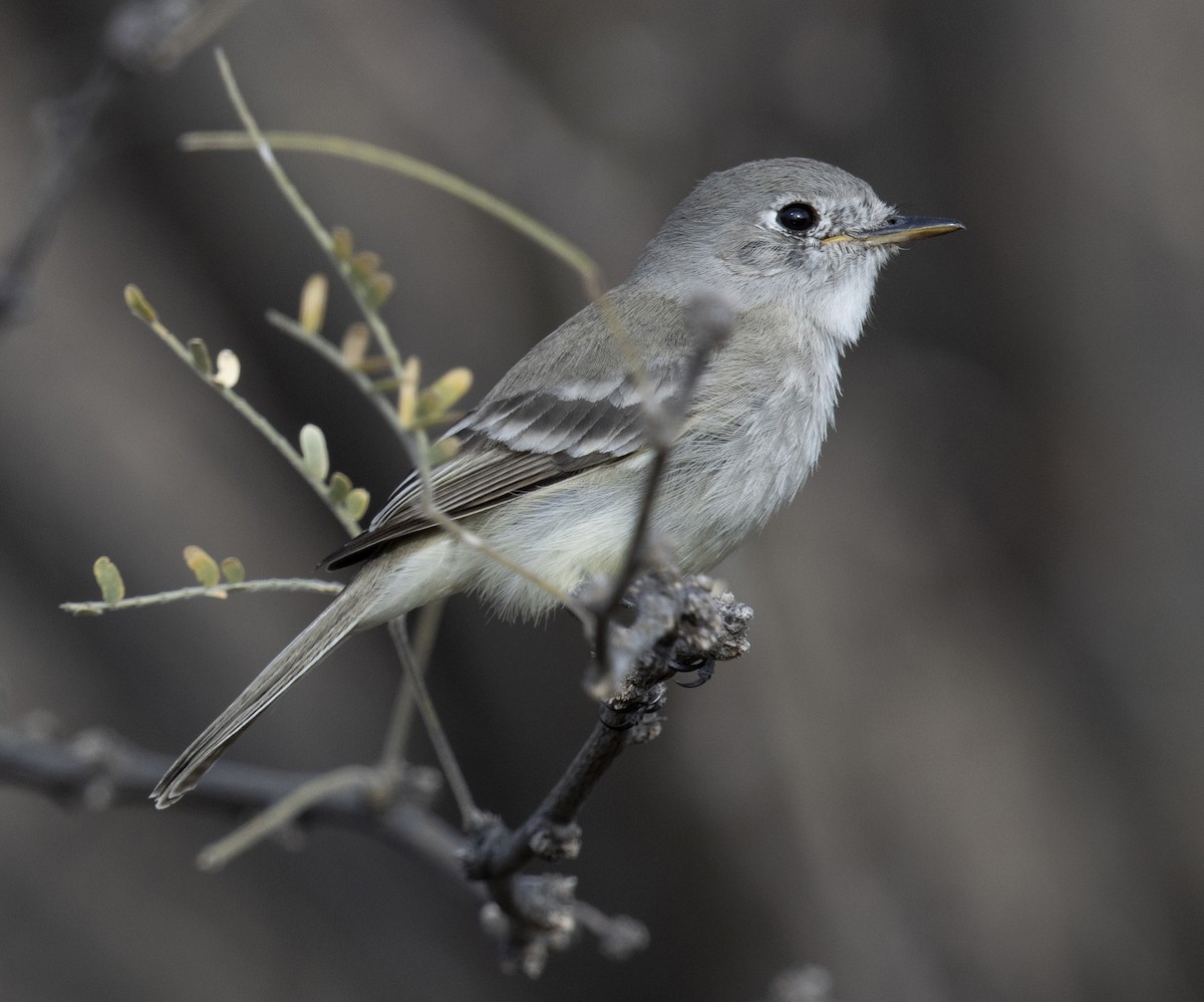 Gray Flycatcher - ML644485735