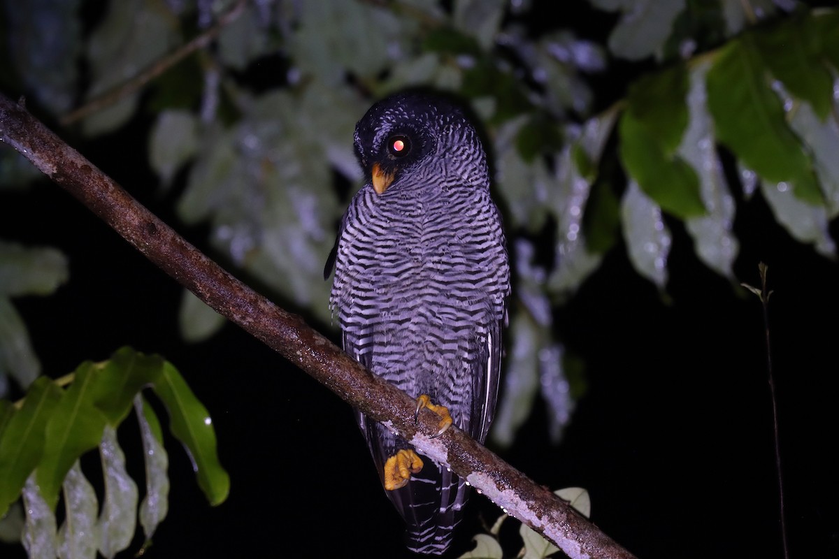 シロクロヒナフクロウ - ML644485740