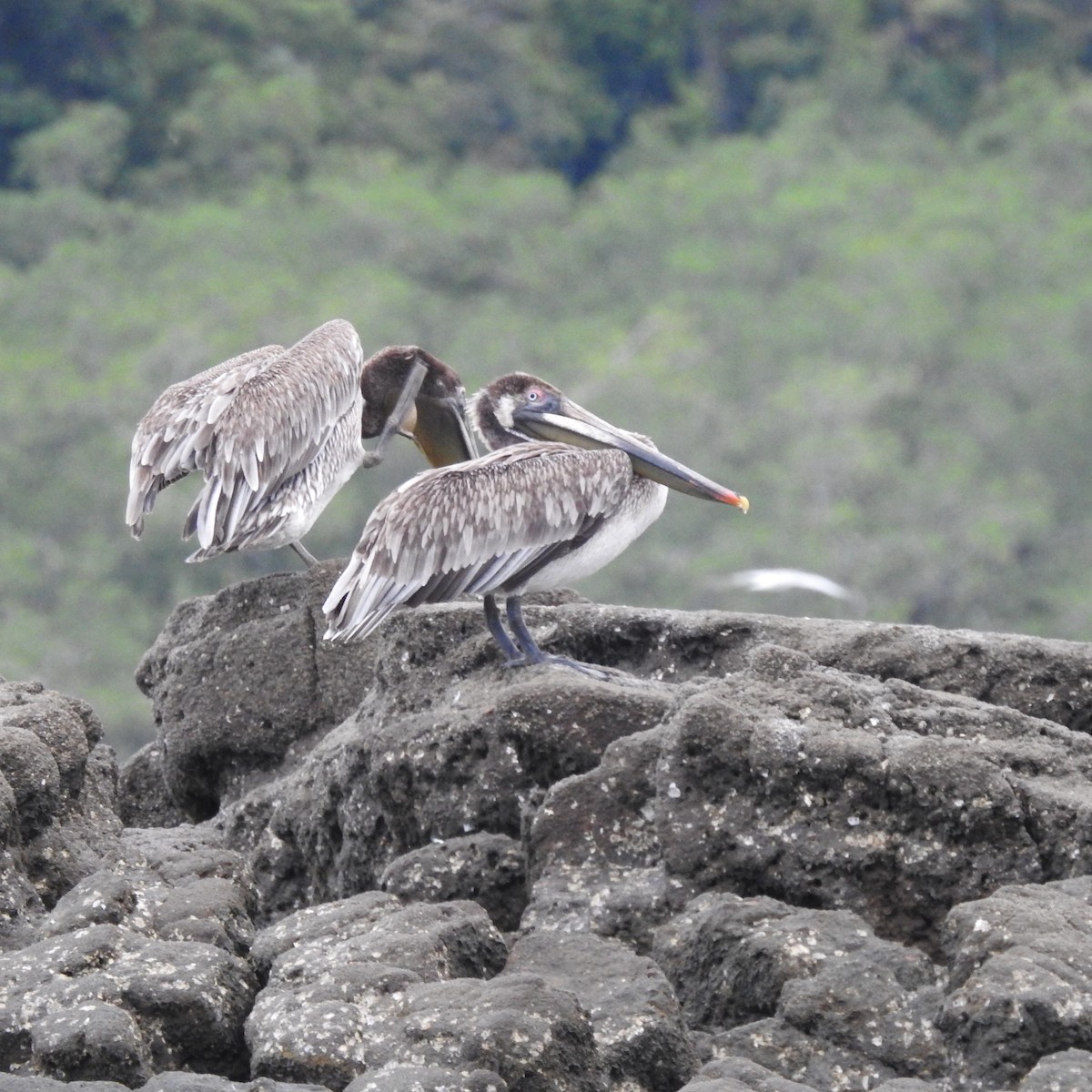 Brown Pelican - ML644485741