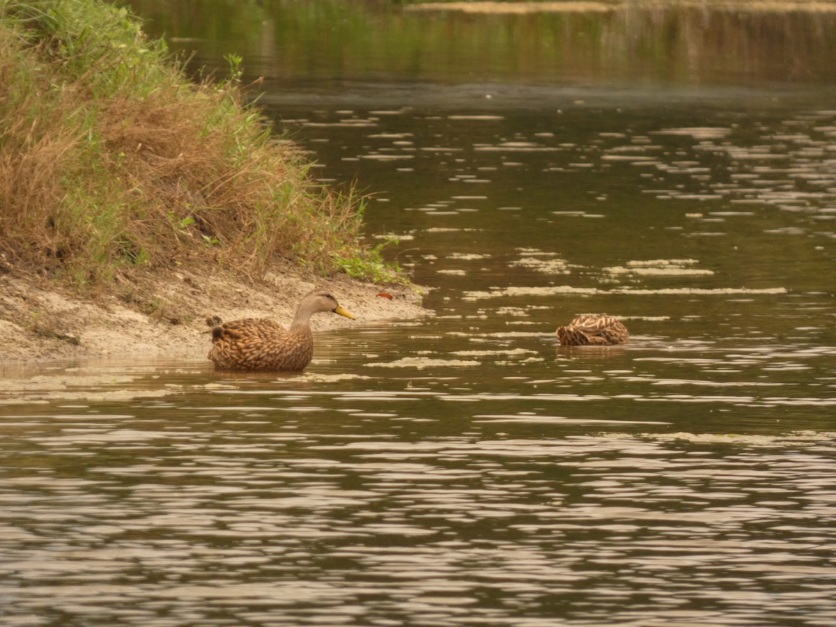 Mottled Duck - ML644485743