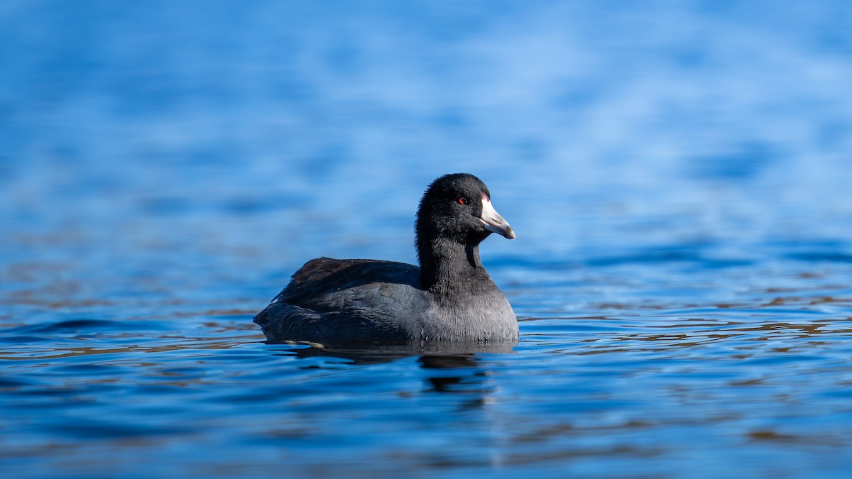 American Coot - ML644485769
