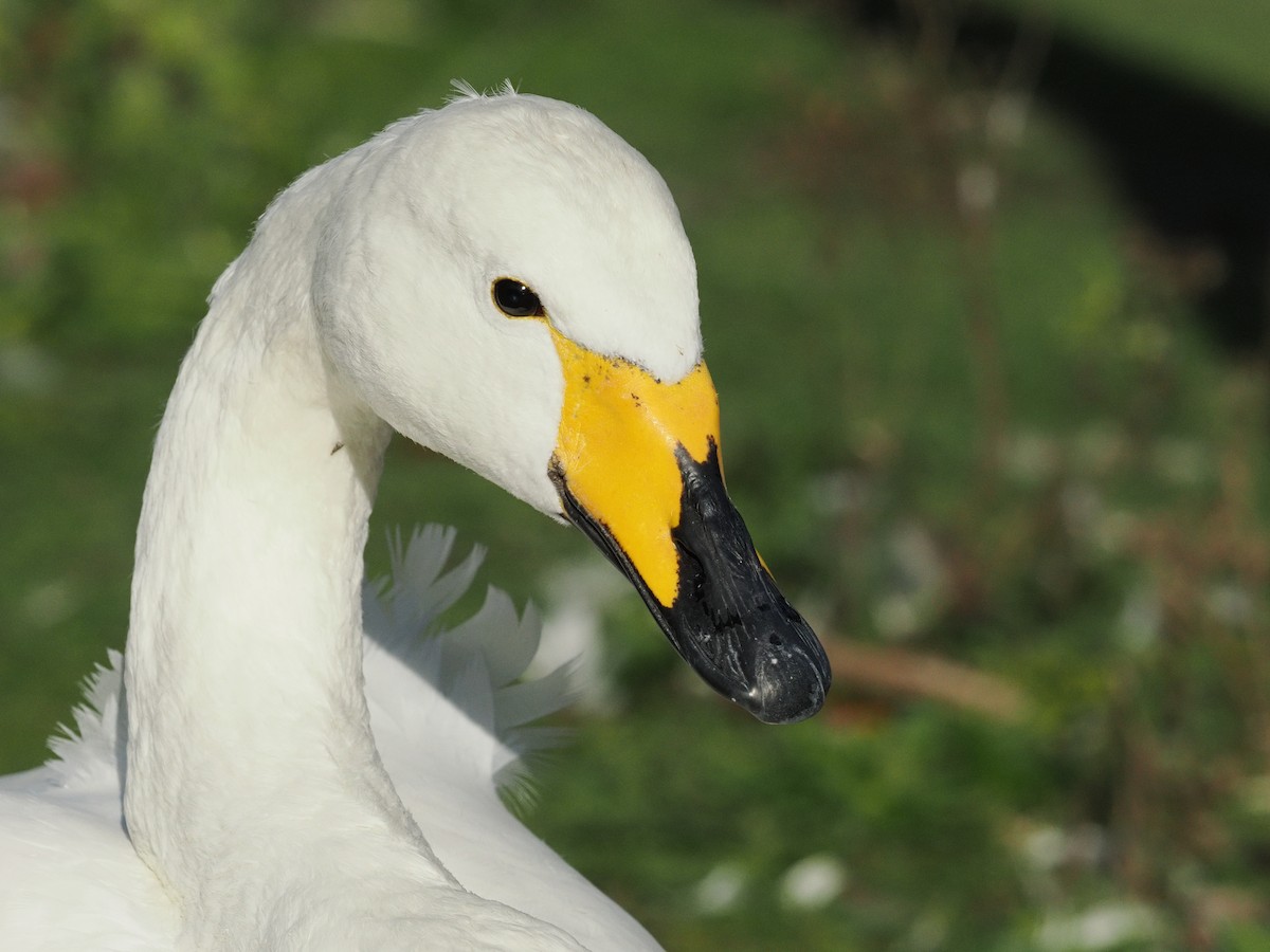 Whooper Swan - ML644485774