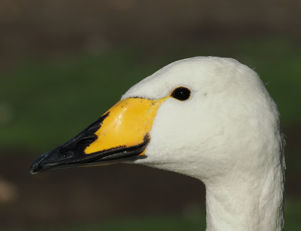 Whooper Swan - ML644485775