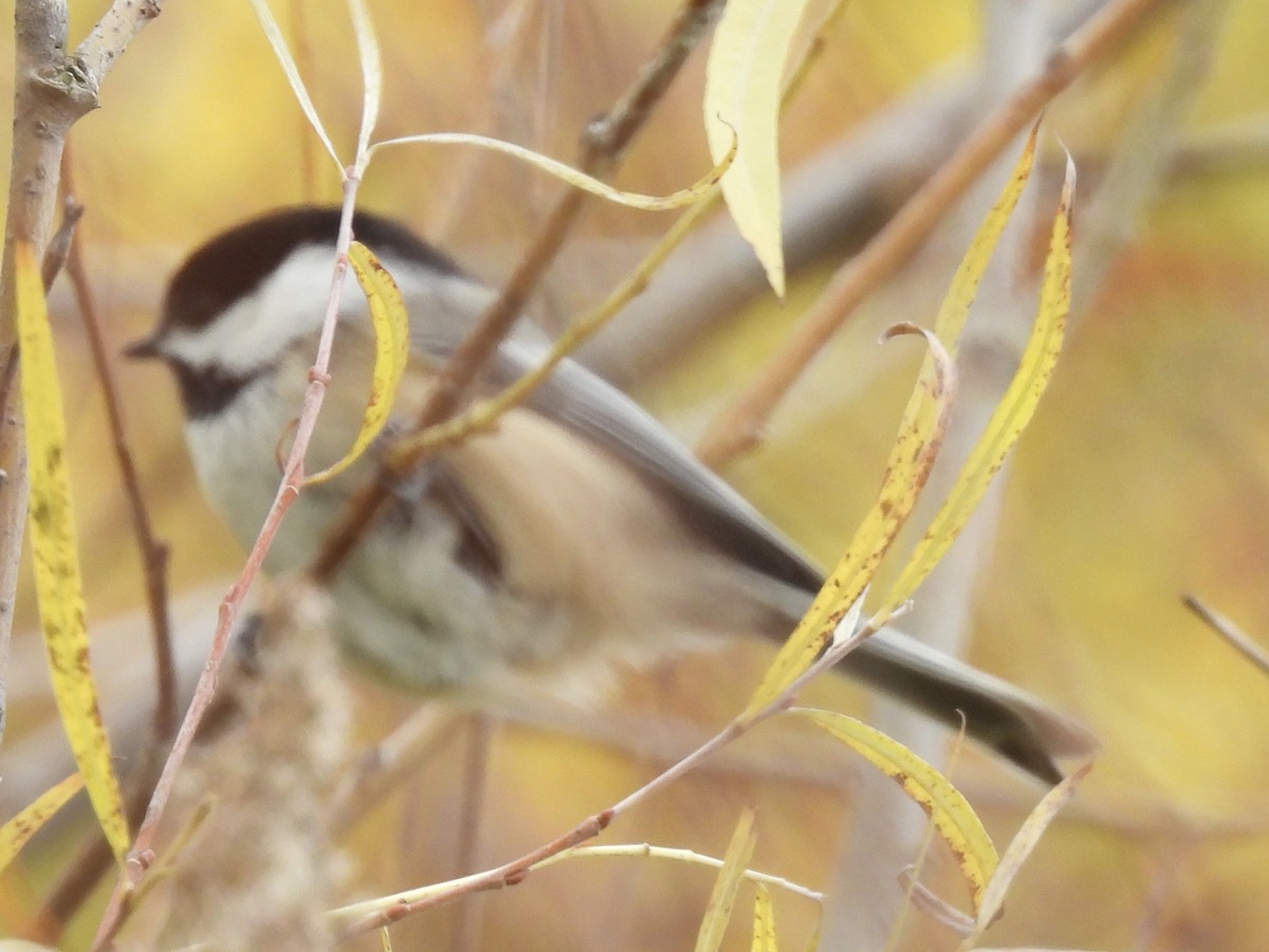 Amerika Baştankarası - ML644485784
