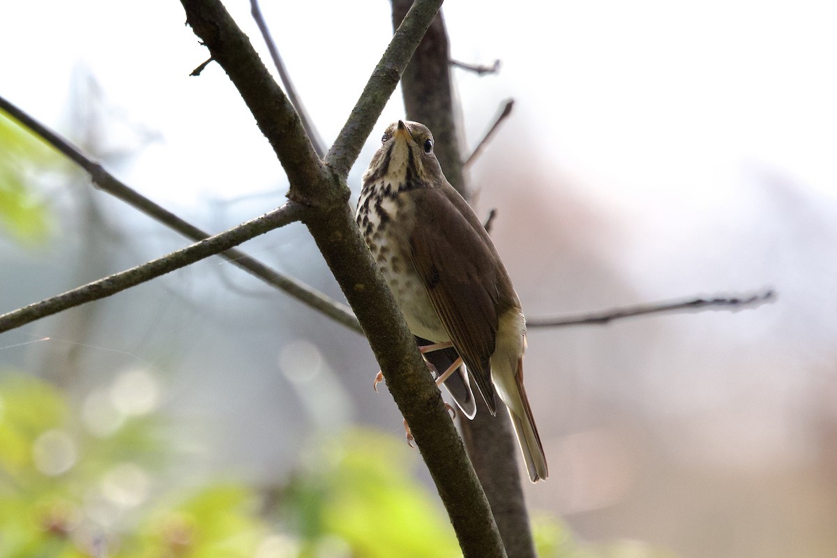 Hermit Thrush - ML644485801