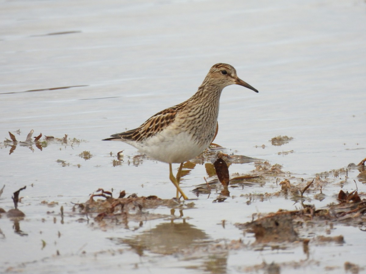 Pectoral Sandpiper - ML644485830