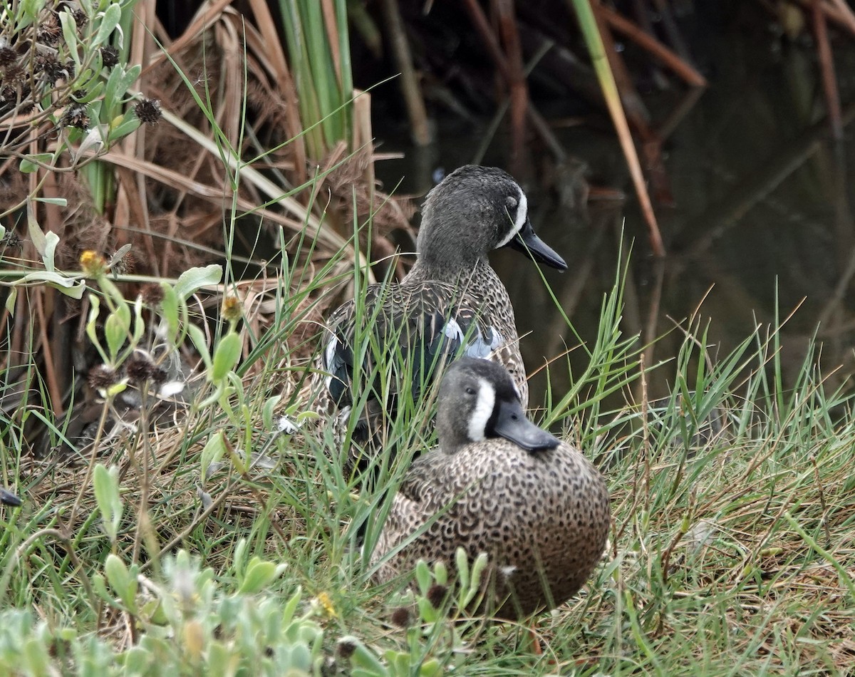 שרשיר כחול-כנף - ML644485834