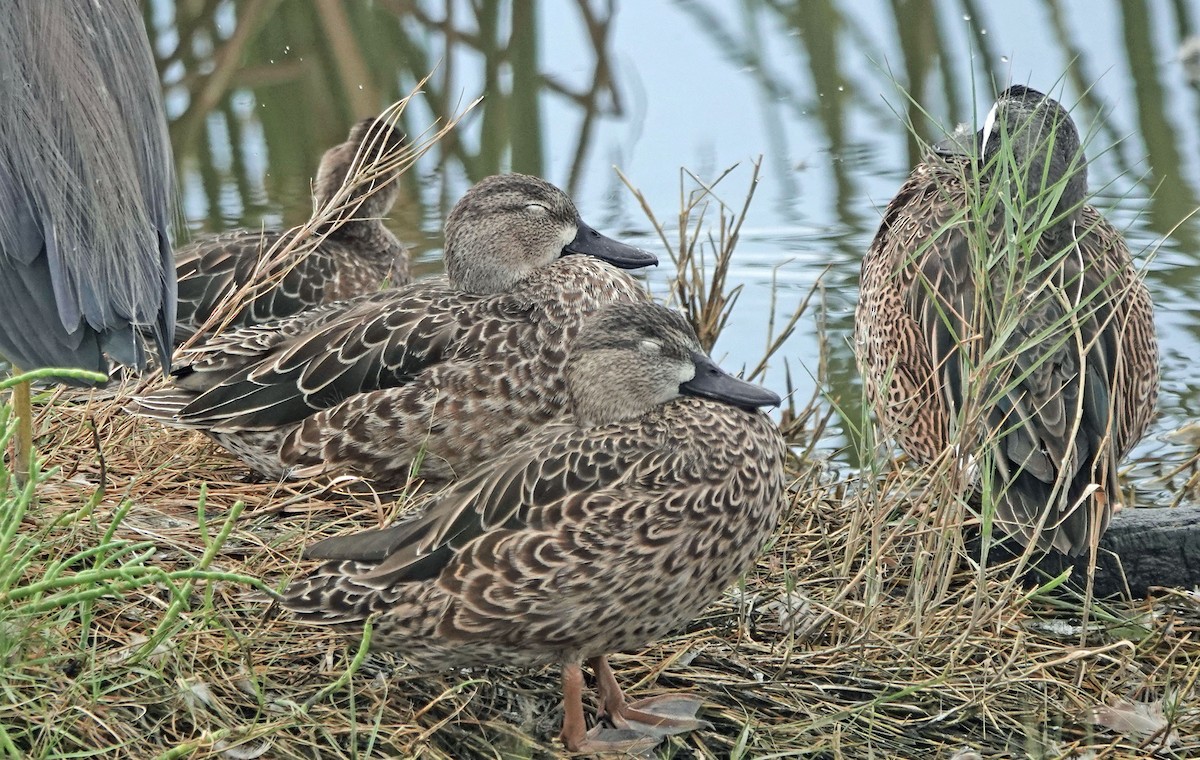 שרשיר כחול-כנף - ML644485836
