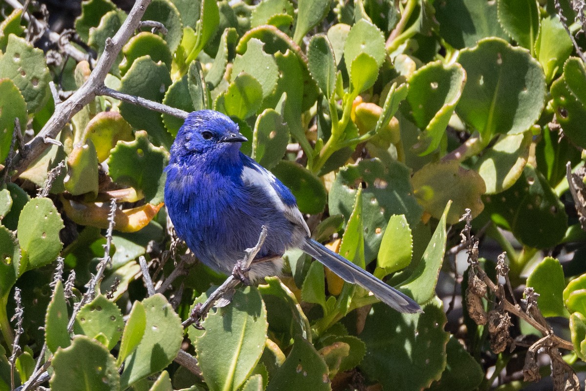 White-winged Fairywren - ML644485838