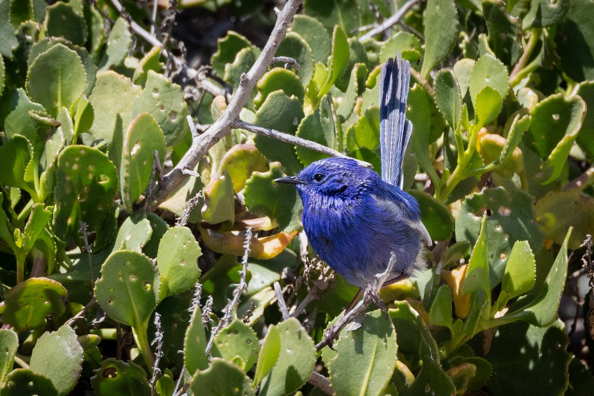 White-winged Fairywren - ML644485839