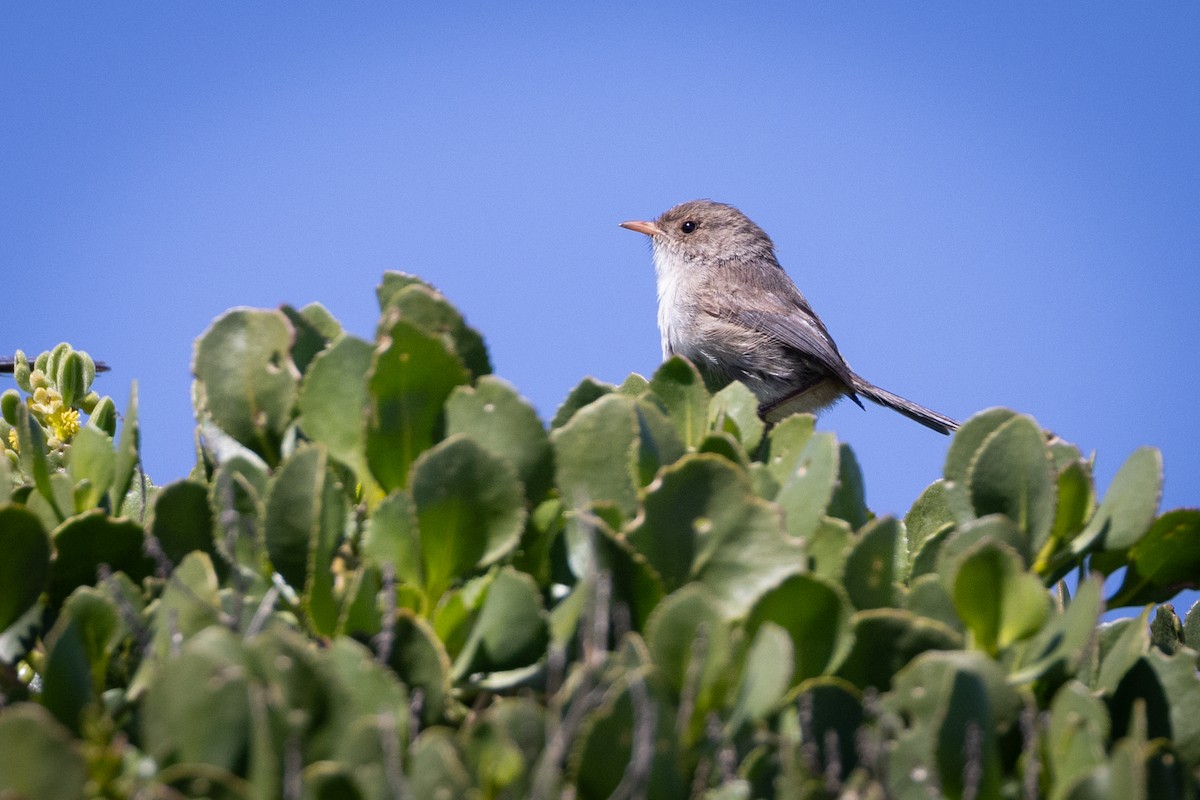 White-winged Fairywren - ML644485840