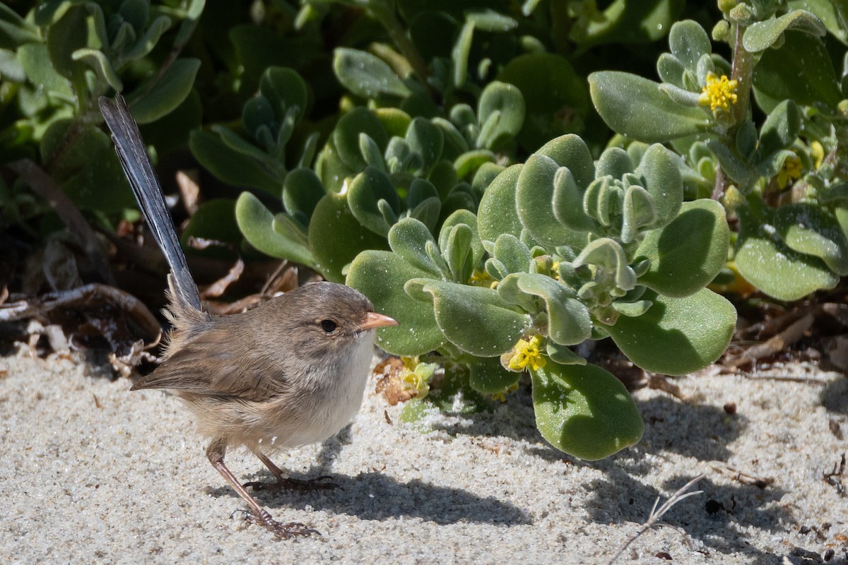 White-winged Fairywren - ML644485841