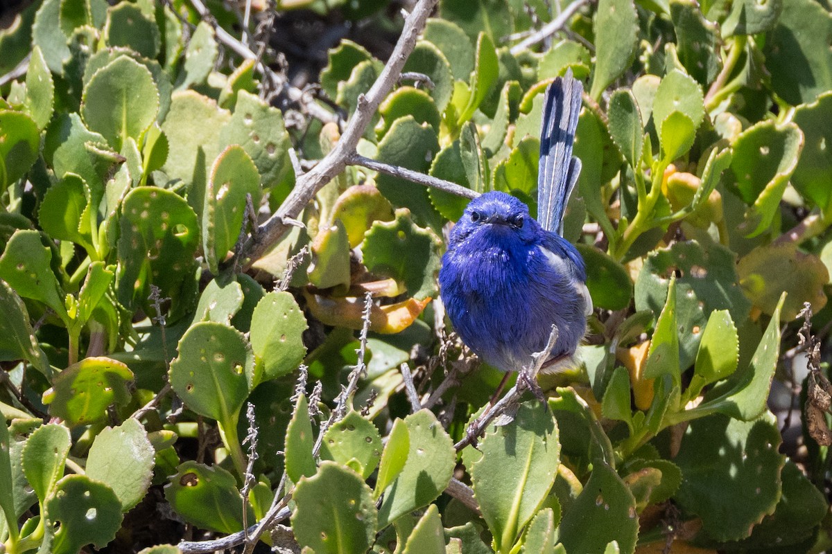 White-winged Fairywren - ML644485842
