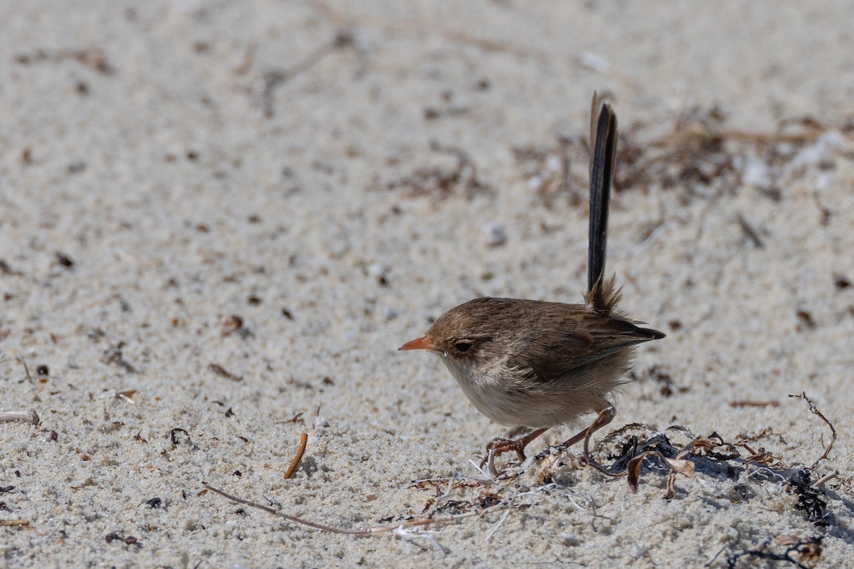 White-winged Fairywren - ML644485843