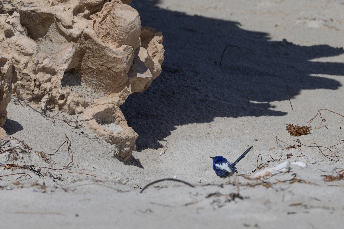 White-winged Fairywren - ML644485844