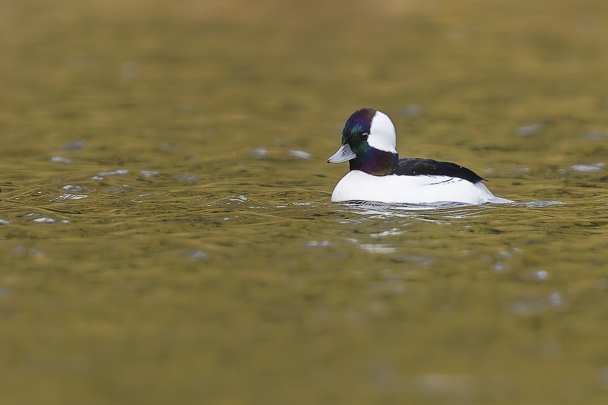 Bufflehead - ML644485847