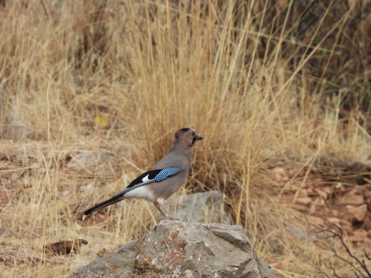 Eurasian Jay - ML644485849