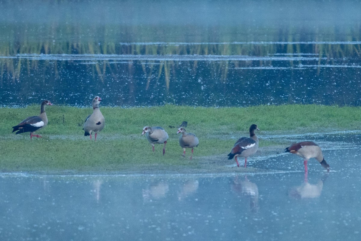 Egyptian Goose - ML644485855