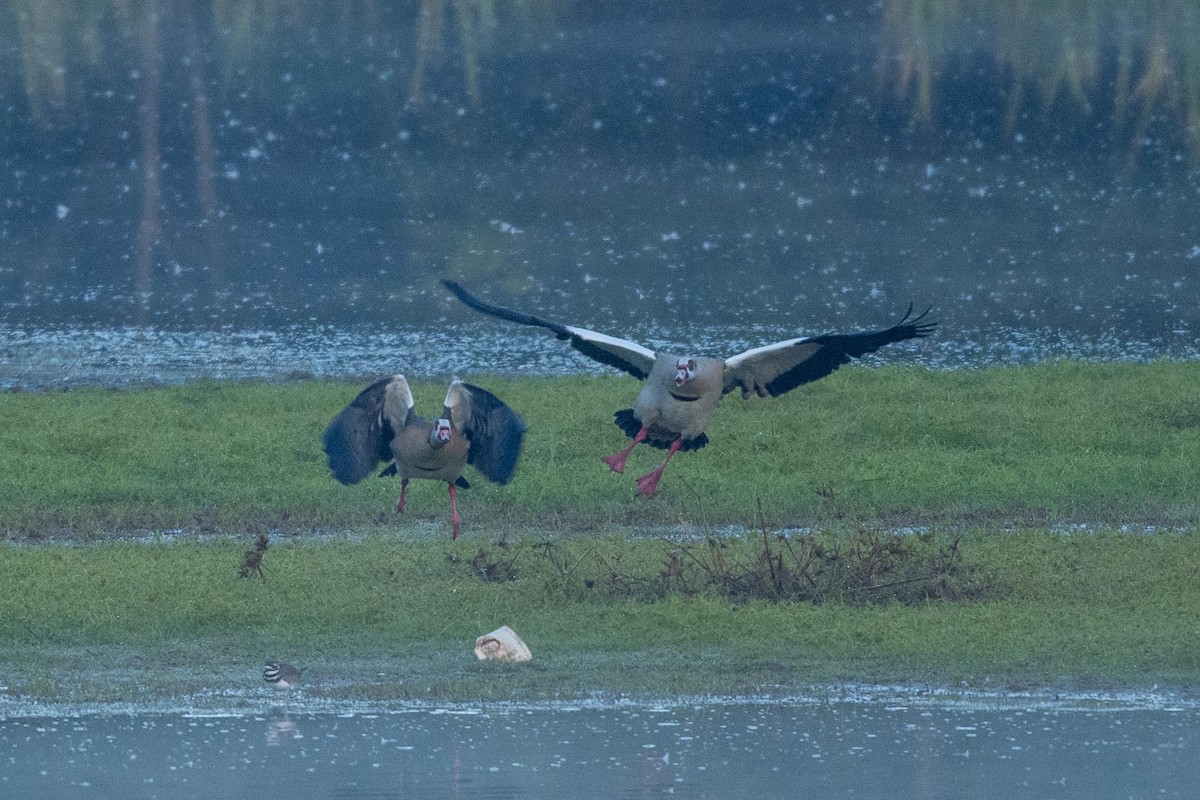 Egyptian Goose - ML644485856