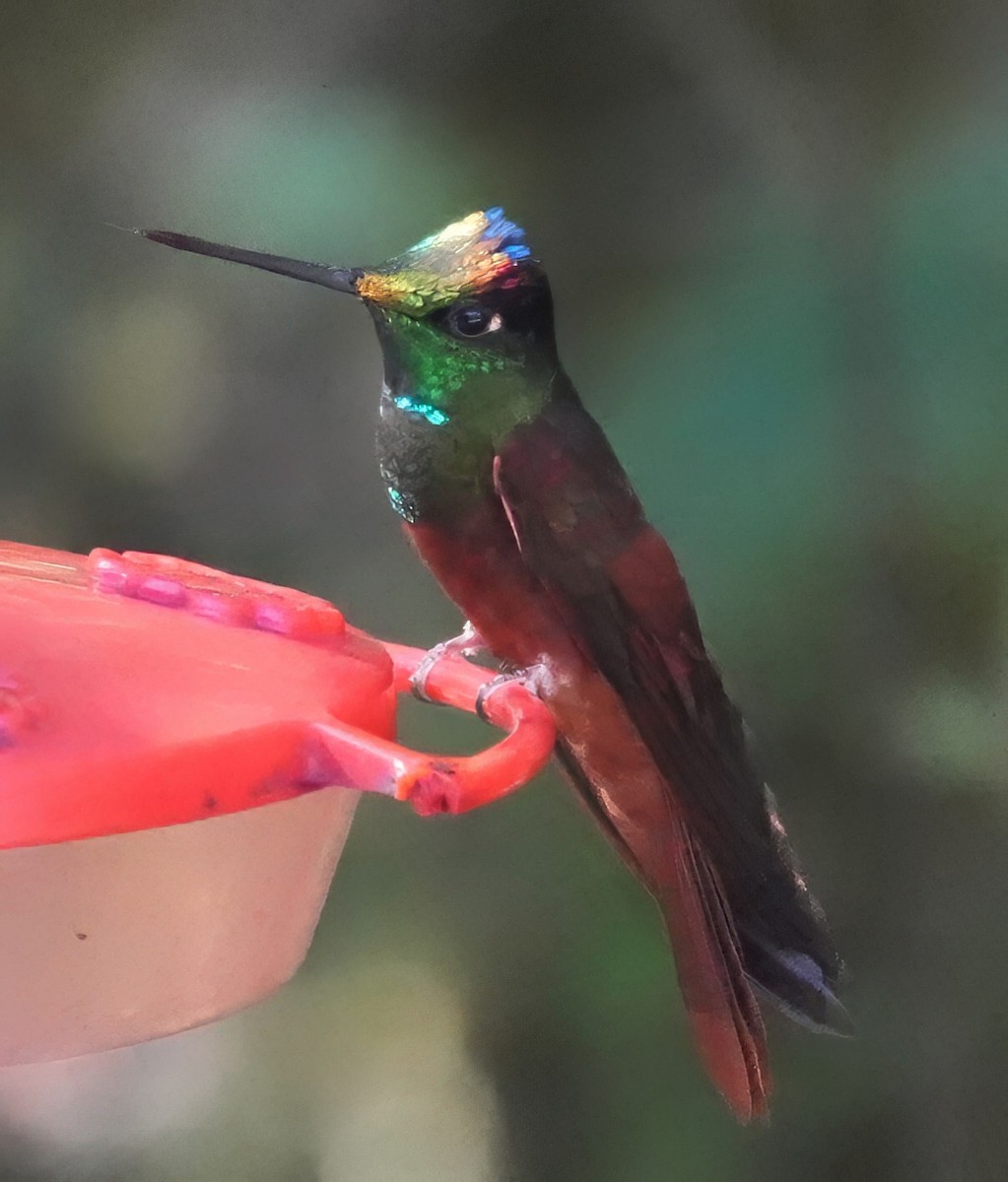 Rainbow Starfrontlet - ML644485857