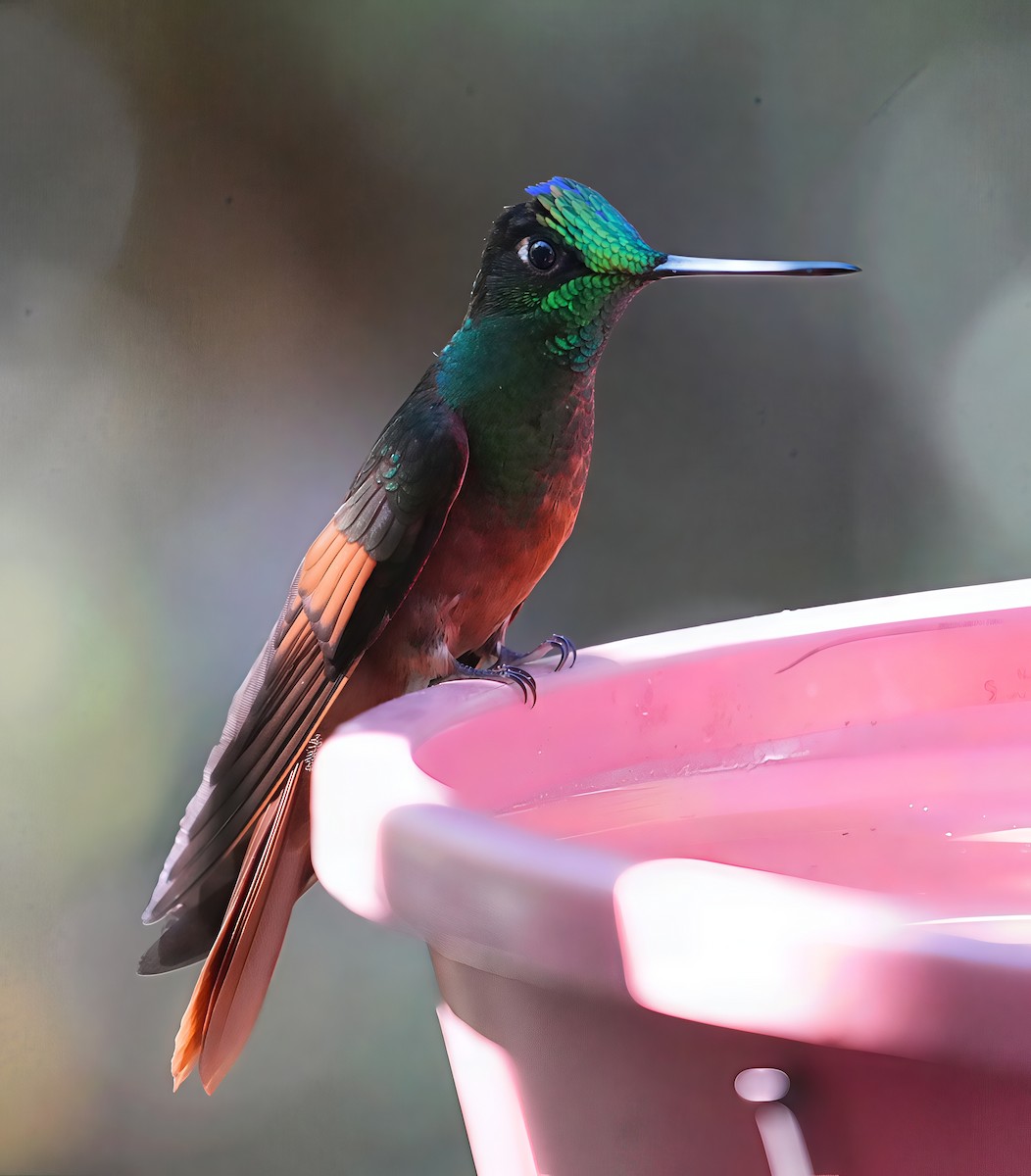 Rainbow Starfrontlet - ML644485859