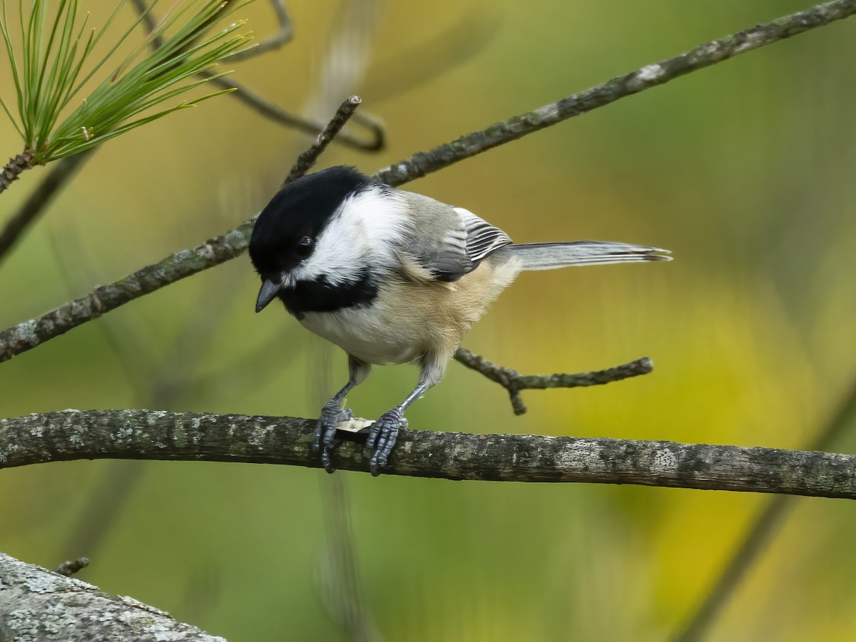 Amerika Baştankarası - ML644485861