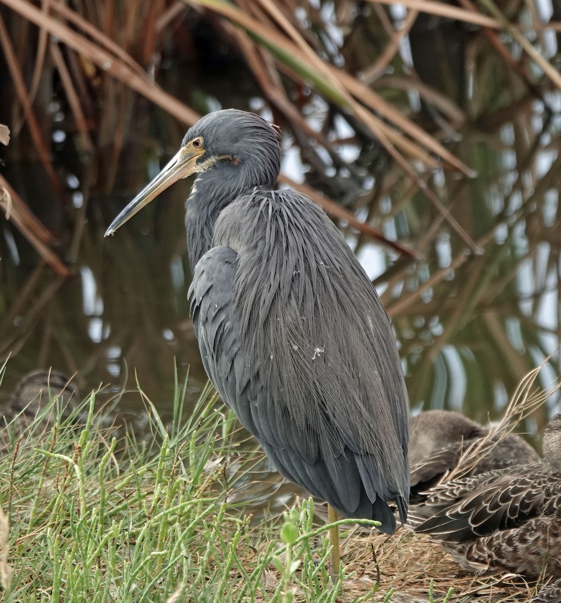 Tricolored Heron - ML644485862