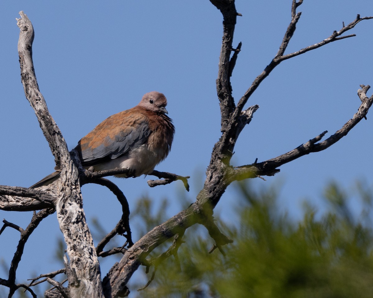 Laughing Dove - ML644485863