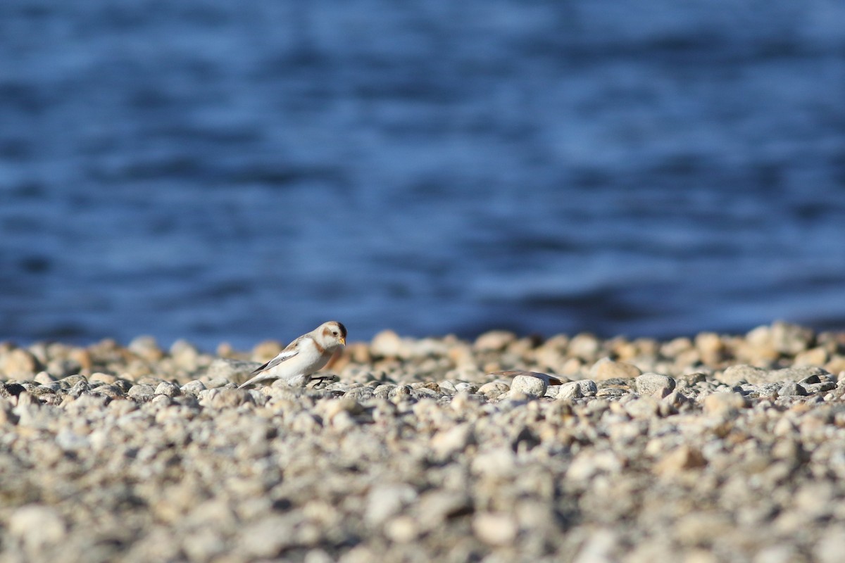Snow Bunting - ML644485866