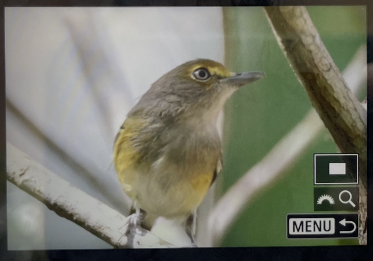 White-eyed Vireo - ML644485869