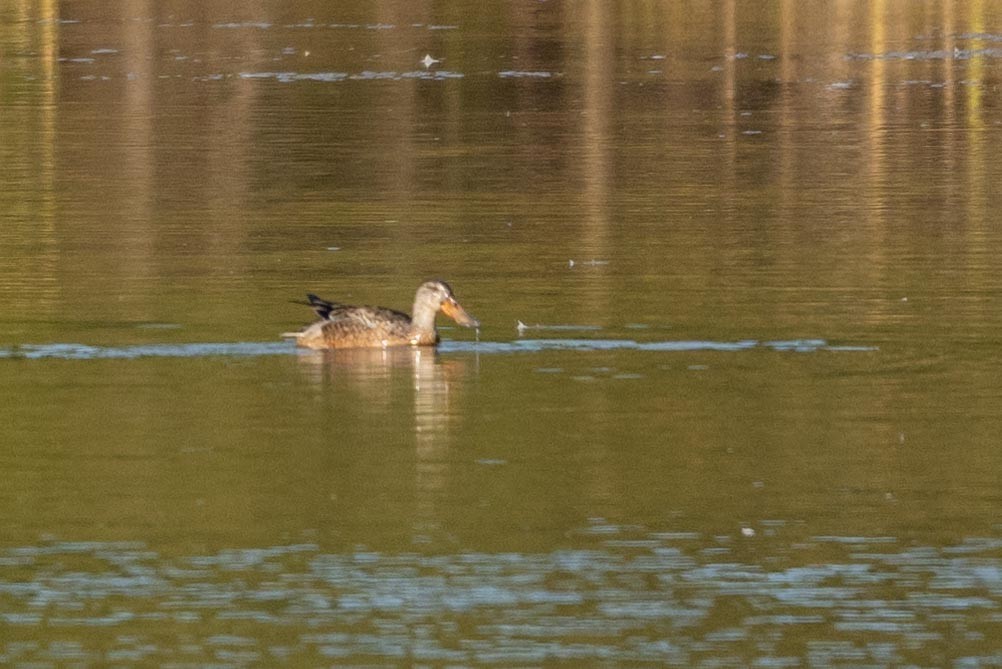 Northern Shoveler - ML644485870