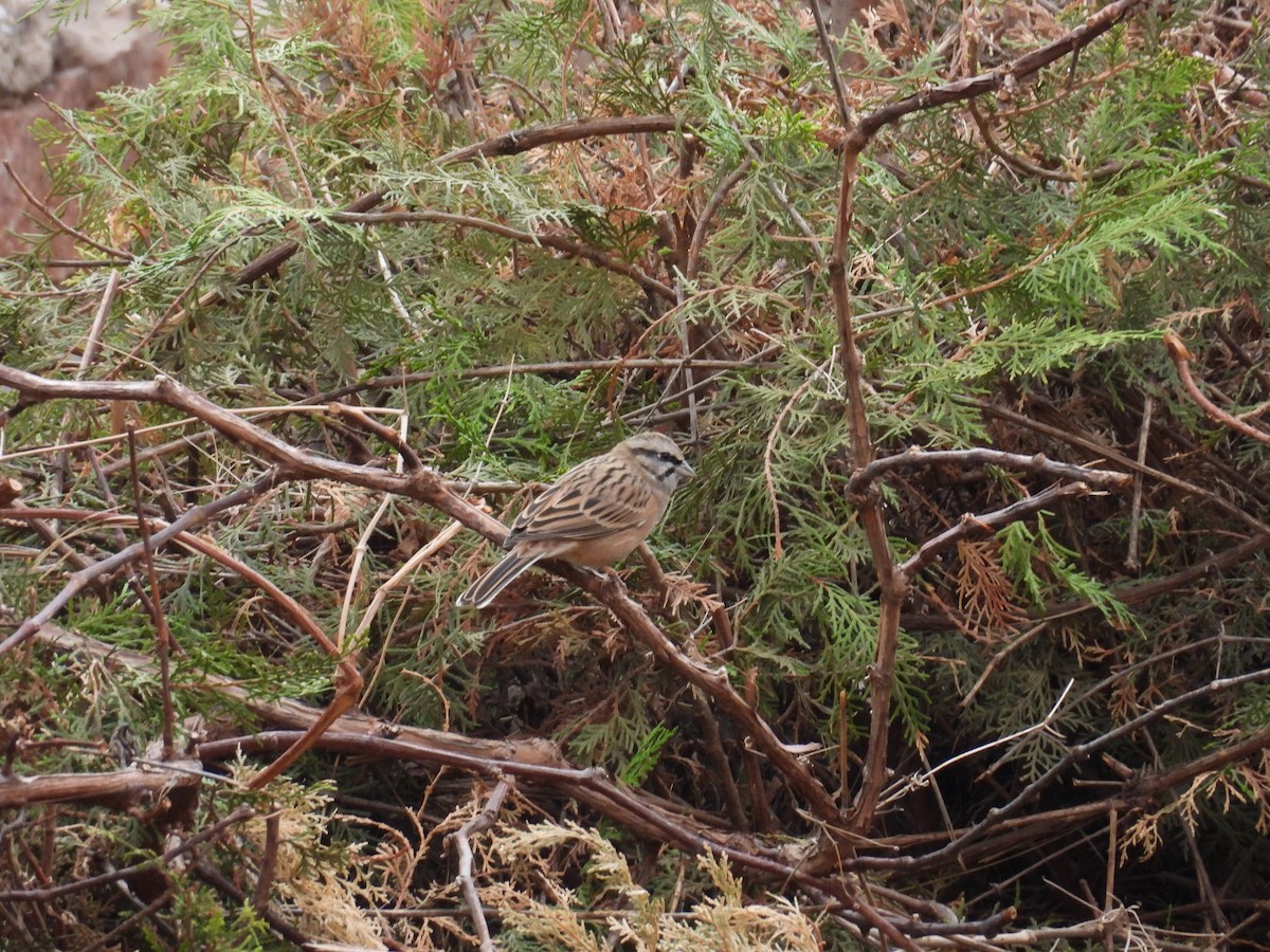 Rock Bunting - ML644485872