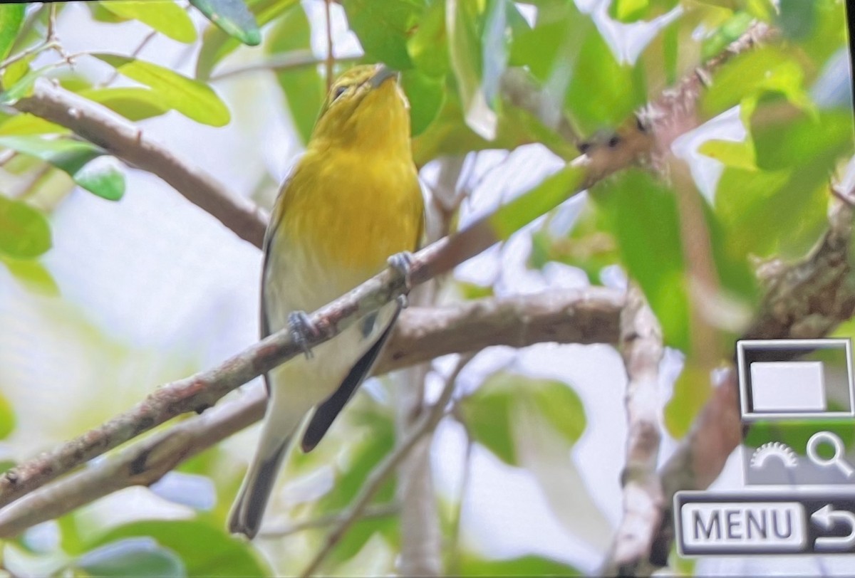 Yellow-throated Vireo - ML644485874