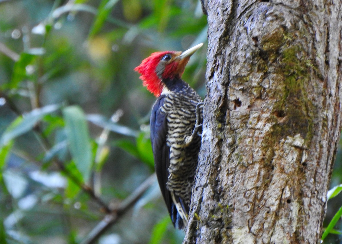 Helmeted Woodpecker - ML644485875