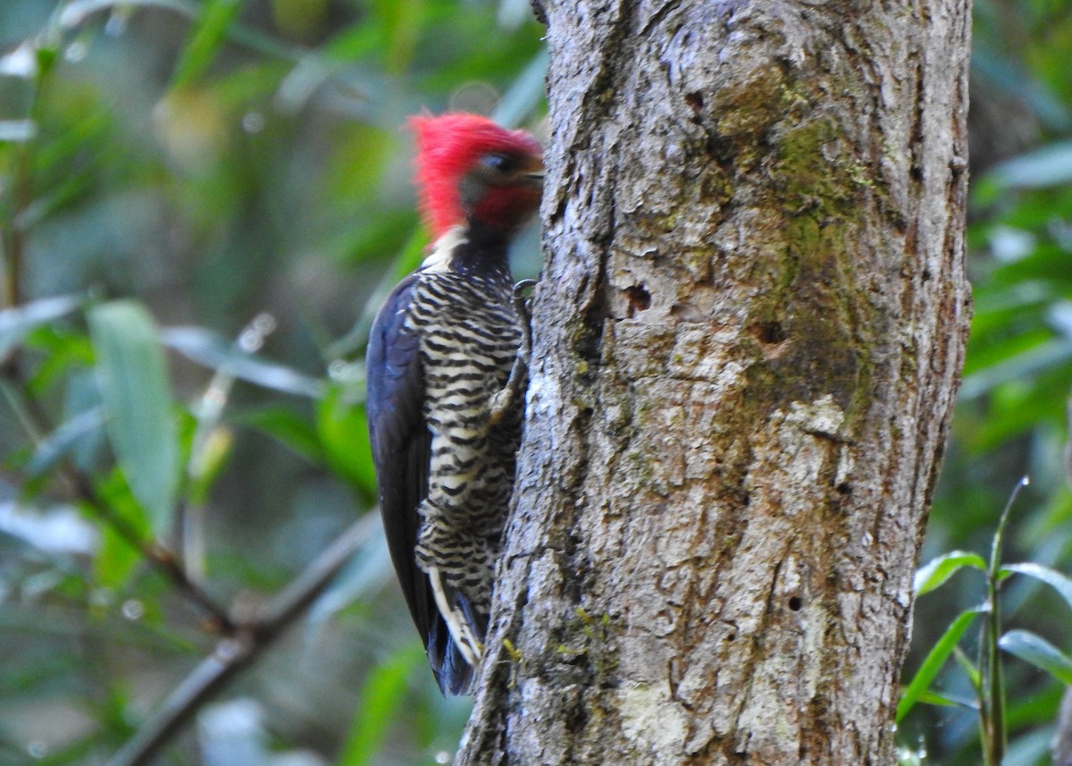 Helmeted Woodpecker - ML644485876