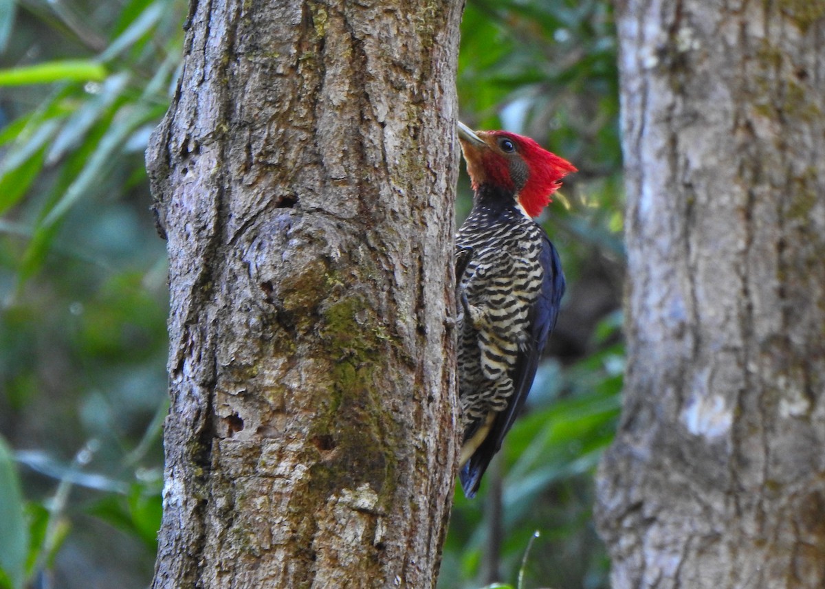 Helmeted Woodpecker - ML644485877