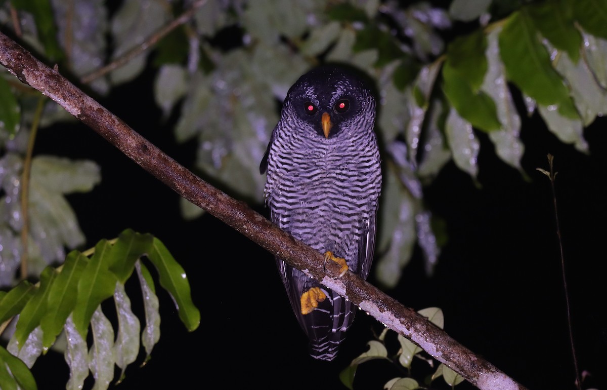 Black-and-white Owl - ML644485879