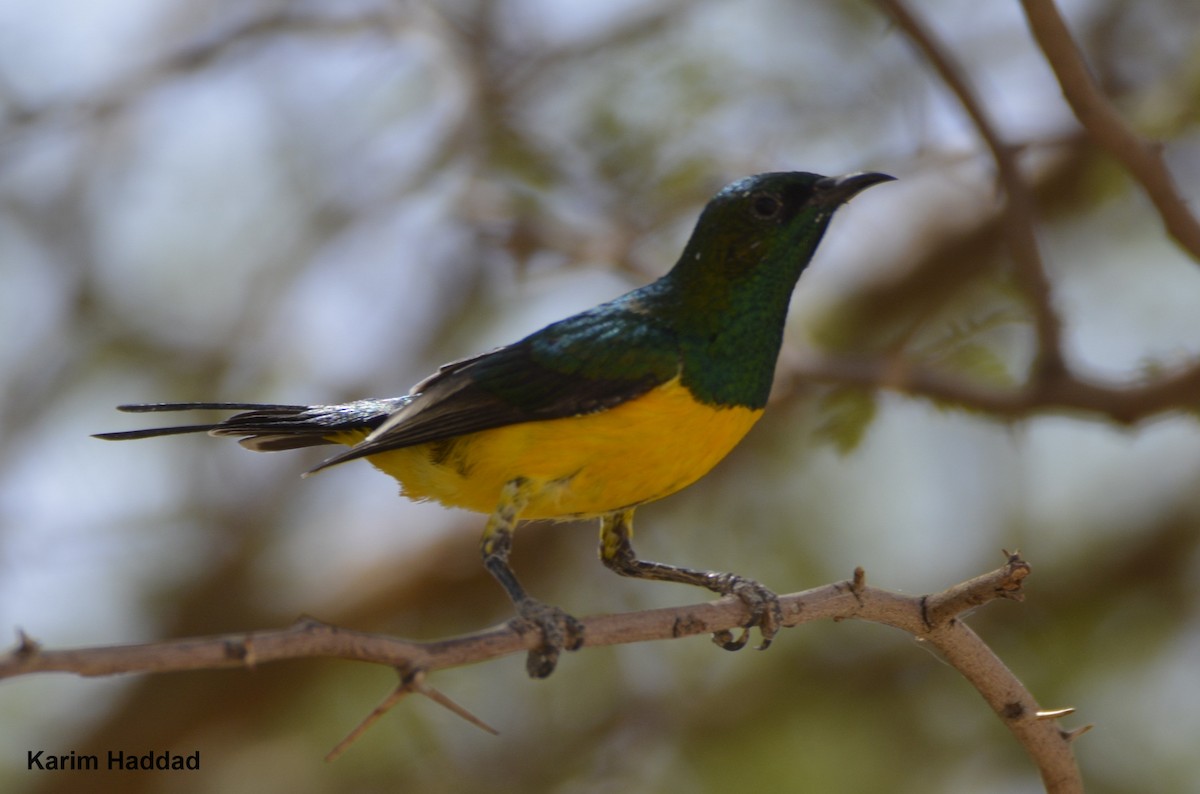 Pygmy Sunbird - ML644485880